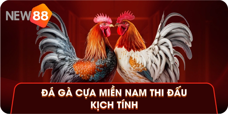 Đá gà cựa miền Nam thi đấu kịch tính Đá gà cựa miền Nam thi đấu kịch tính