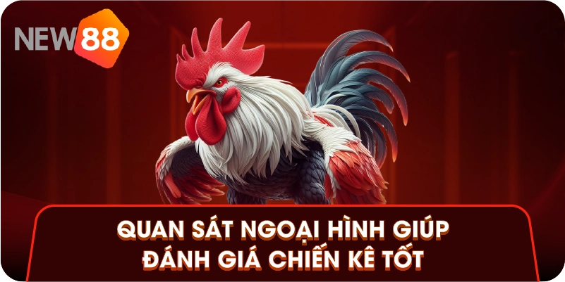 Quan sát ngoại hình giúp đánh giá chiến kê tốt Quan sát ngoại hình giúp đánh giá chiến kê tốt